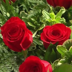 Meet your Posher, Lee lee